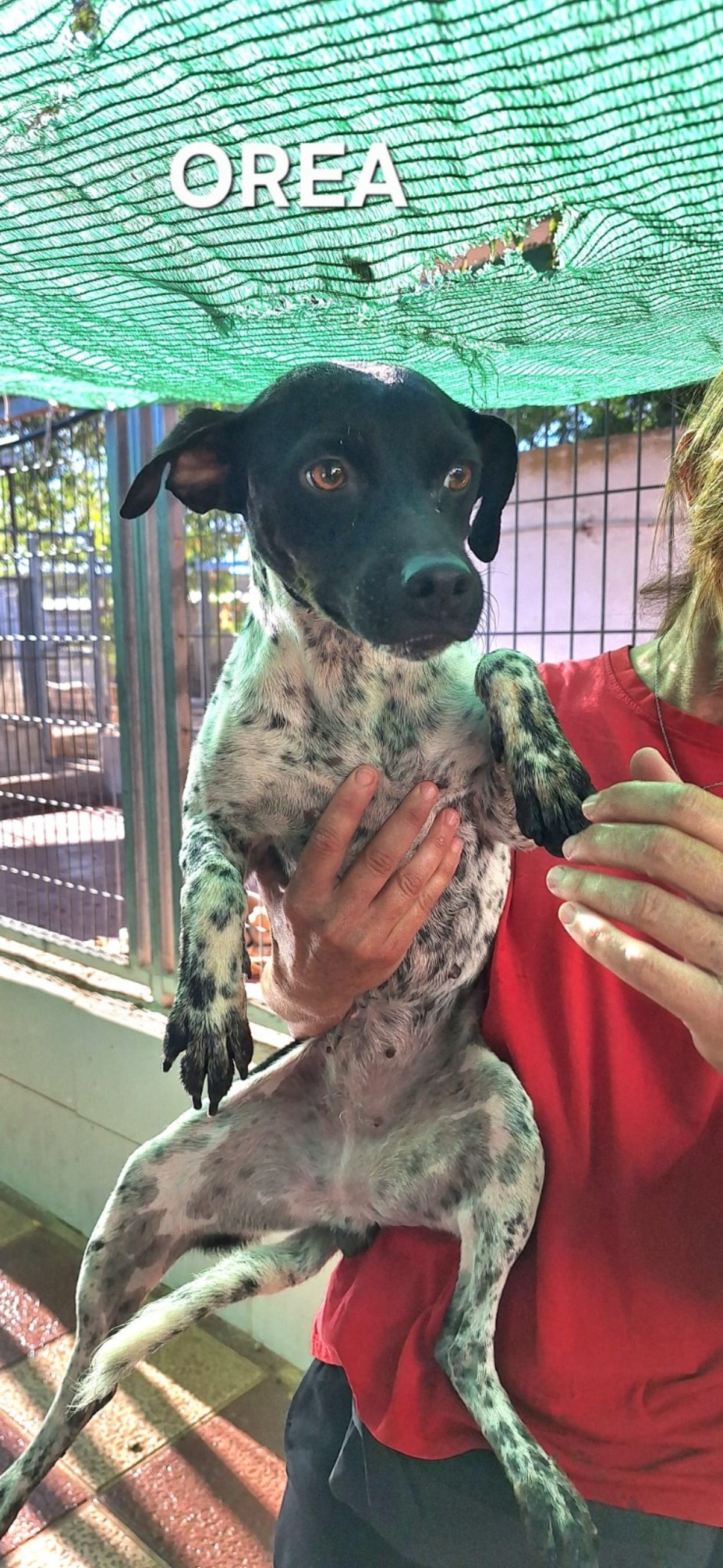 Adoption Oréa
