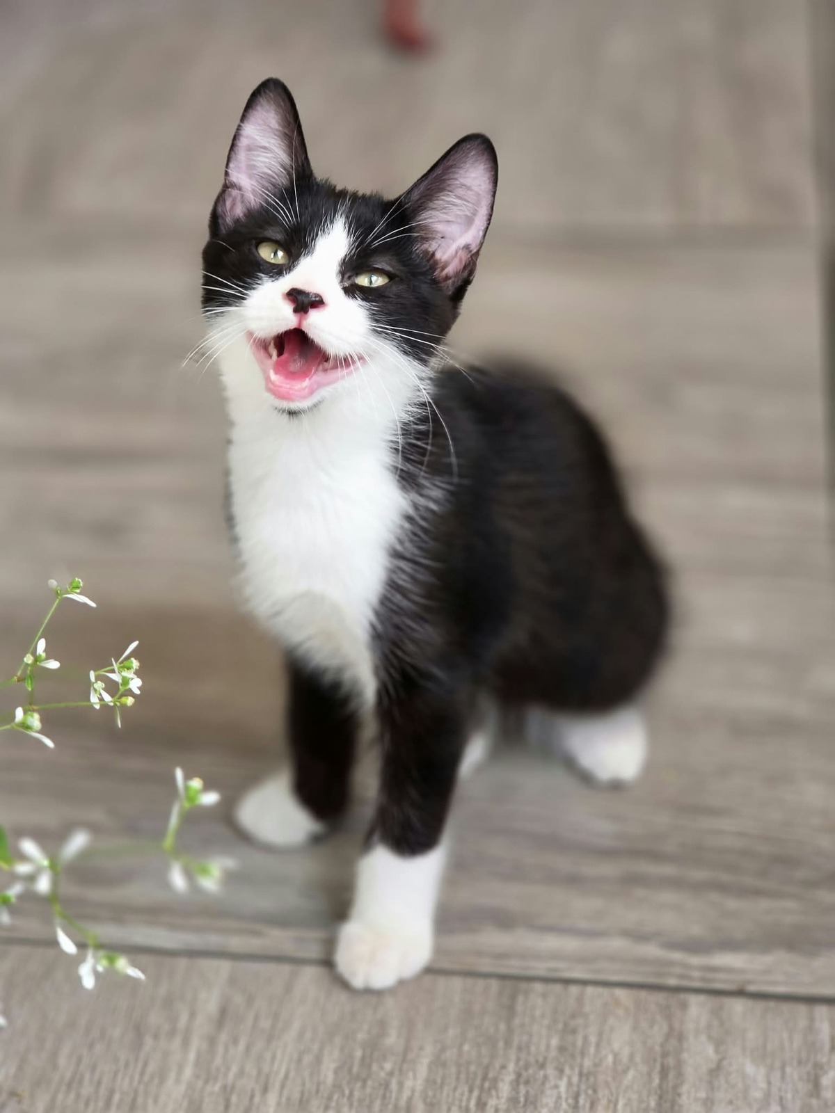 Adoption Figaro
