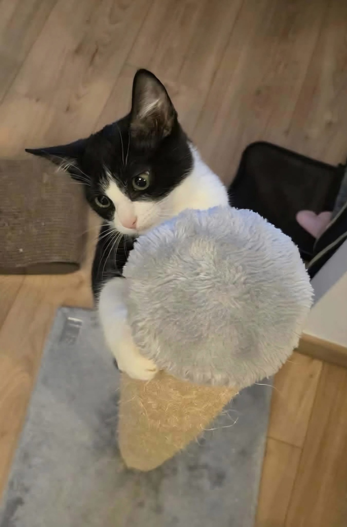 Adoption Koxinell