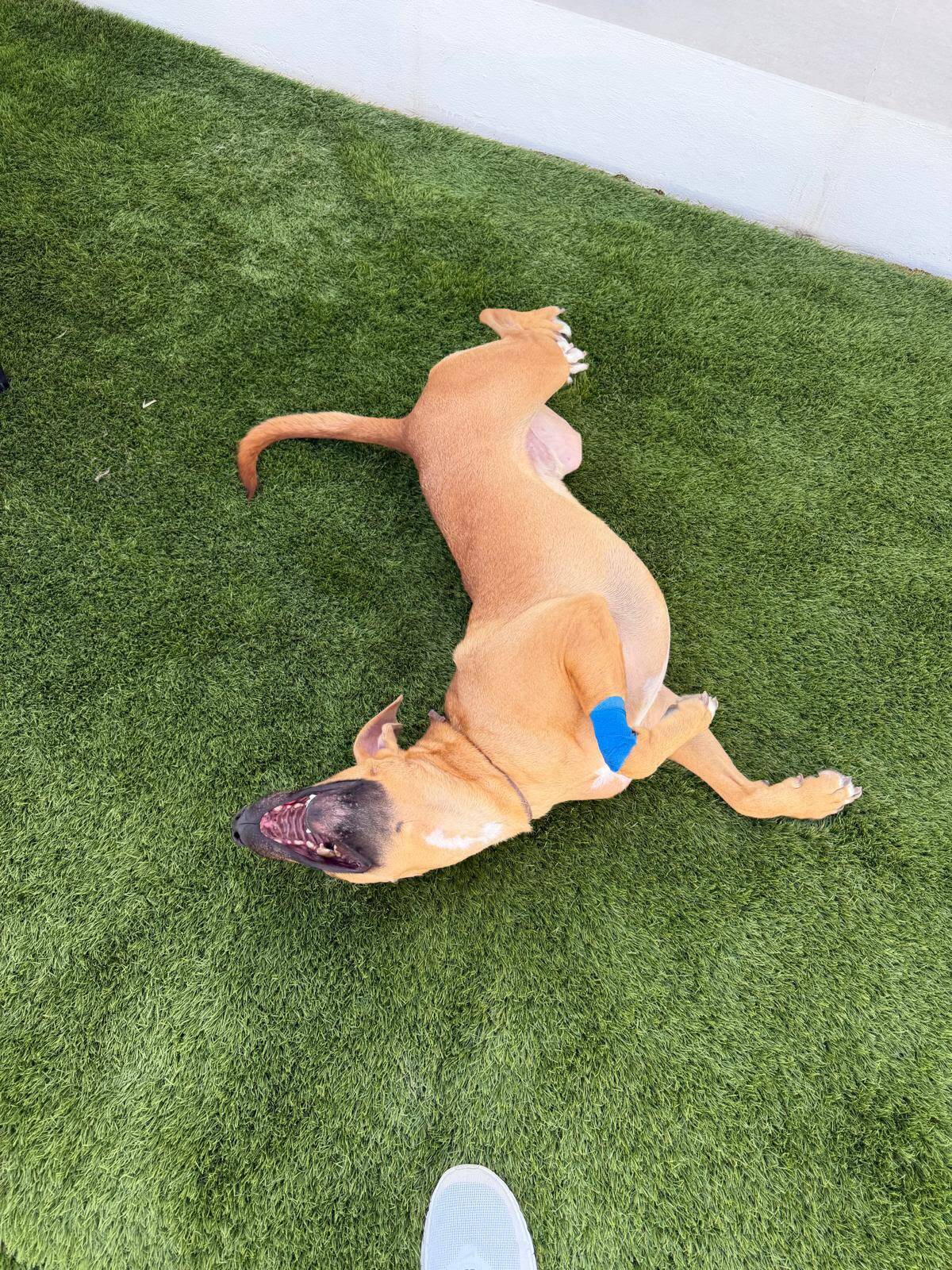 Adoption Simba