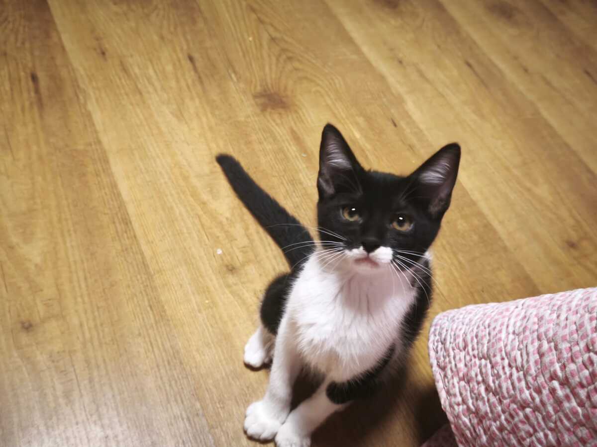 Adoption Gero
