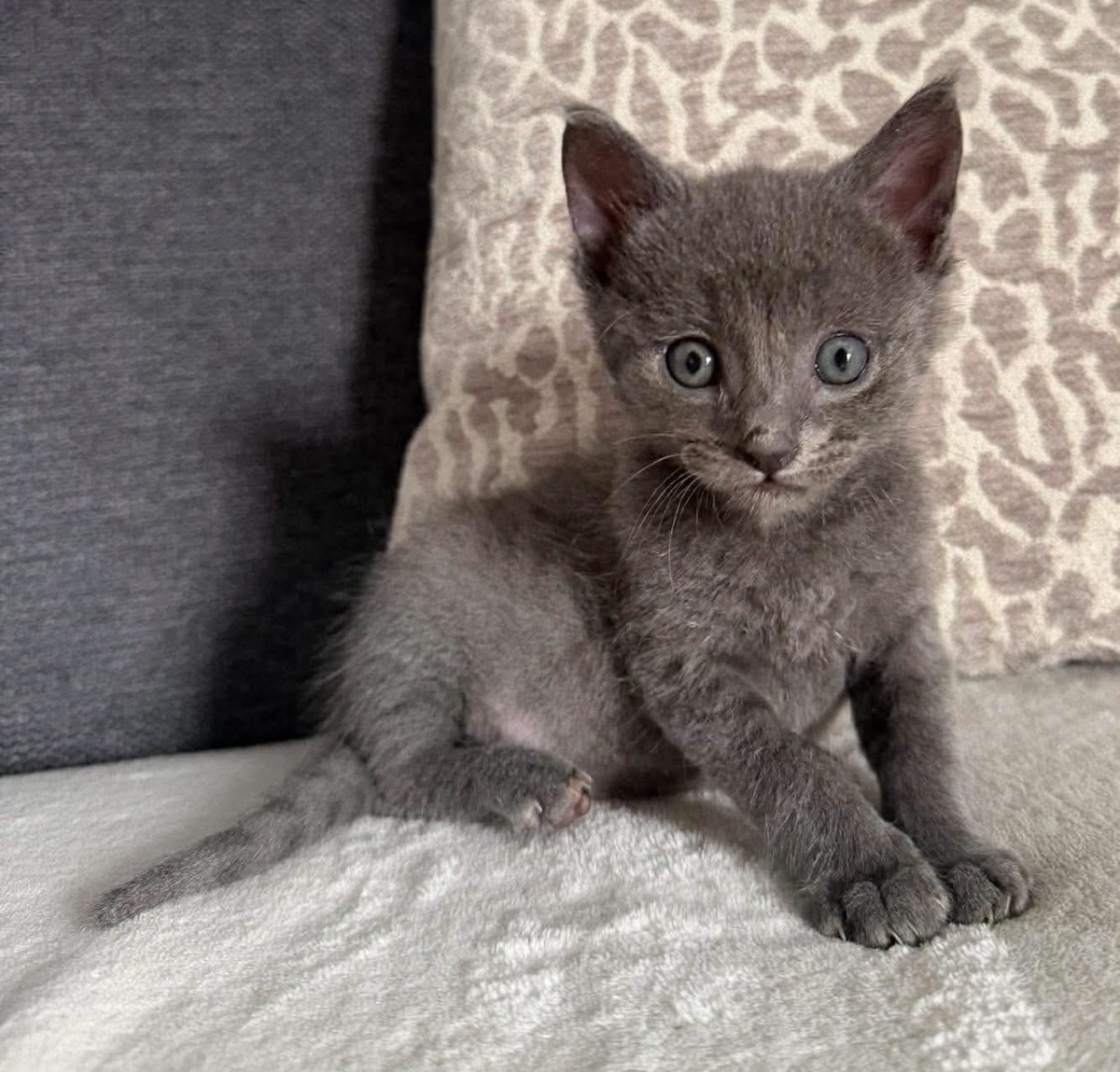 Adoption Biggyx 