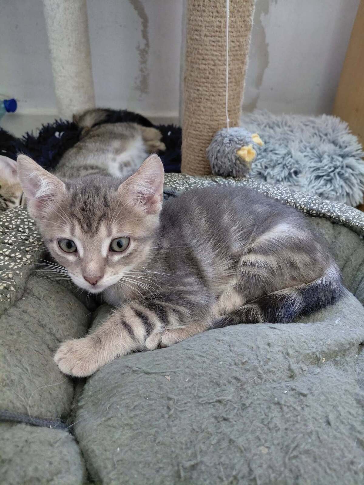 Adoption Benten