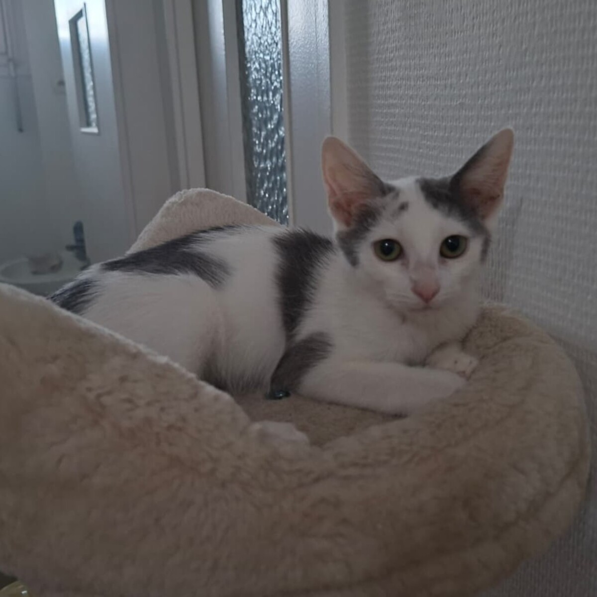 Adoption Gilda