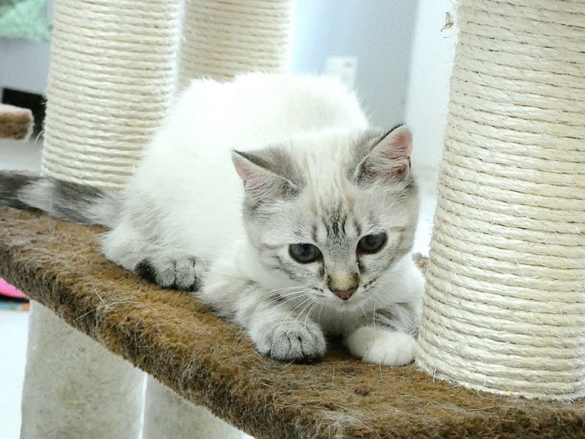 Adoption Hawaï