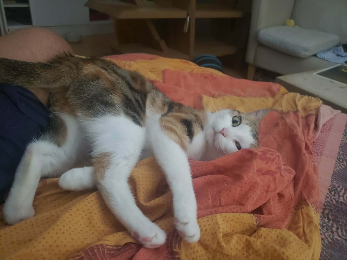 Adoption Minette