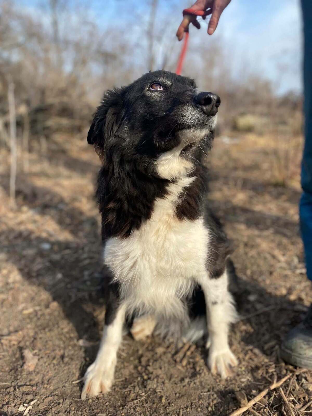 Adoption Biba