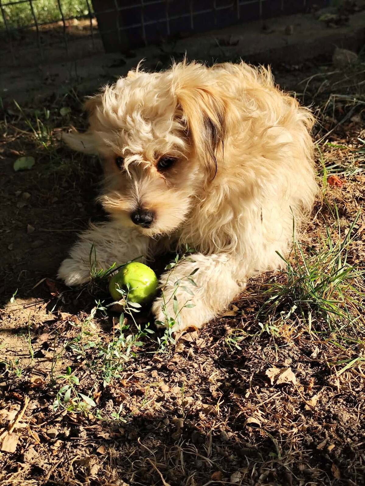 Adoption Locky