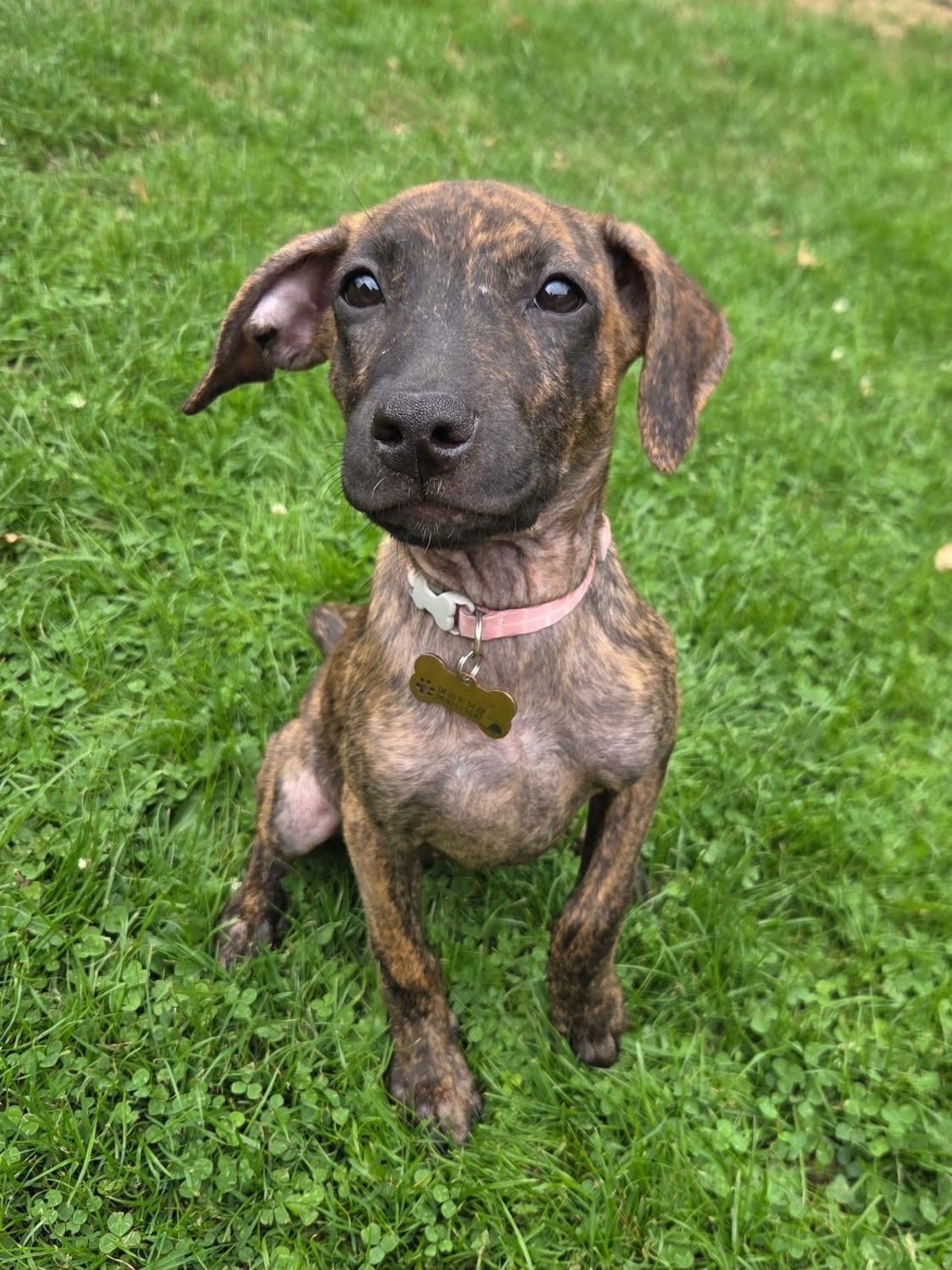 Adoption Kaori