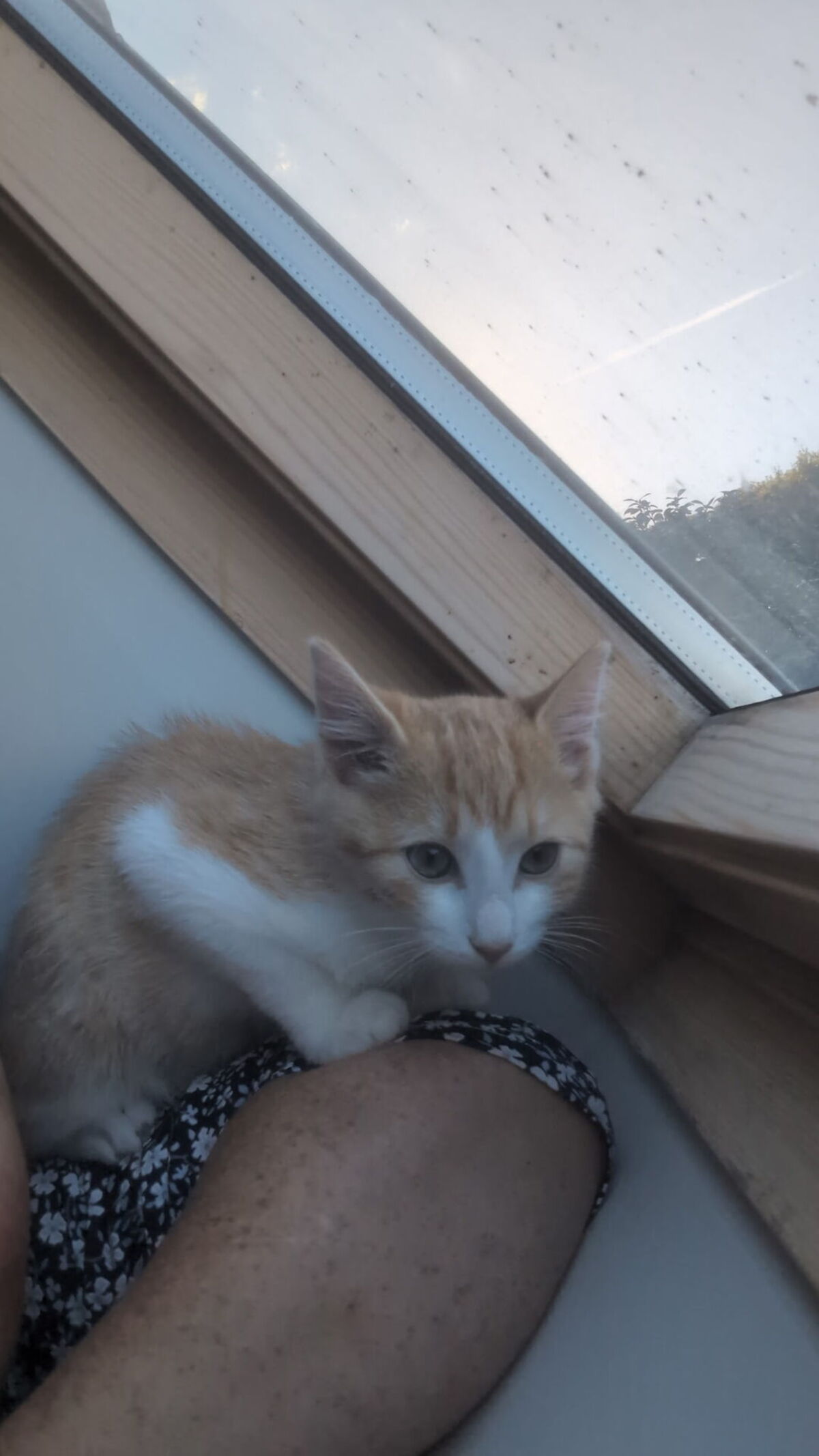 Adoption Rambo 