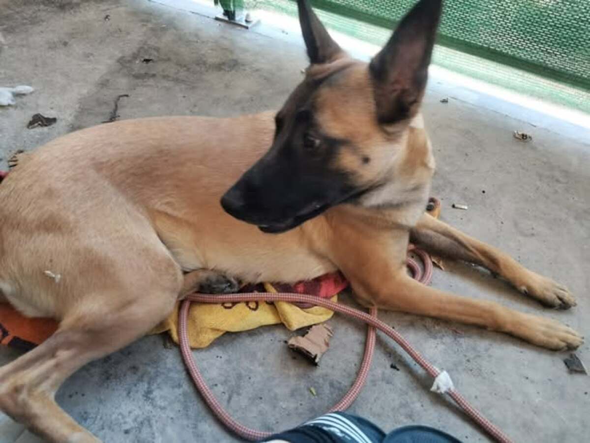 Adoption Chanel