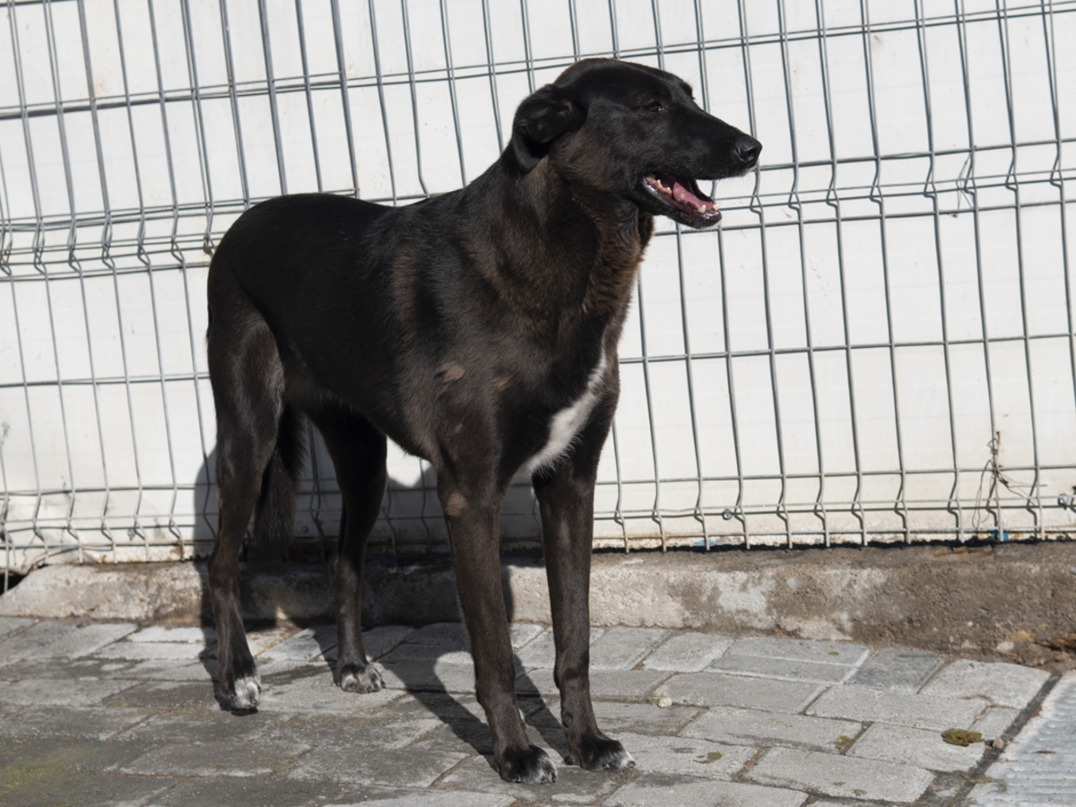 Adoption Moorea