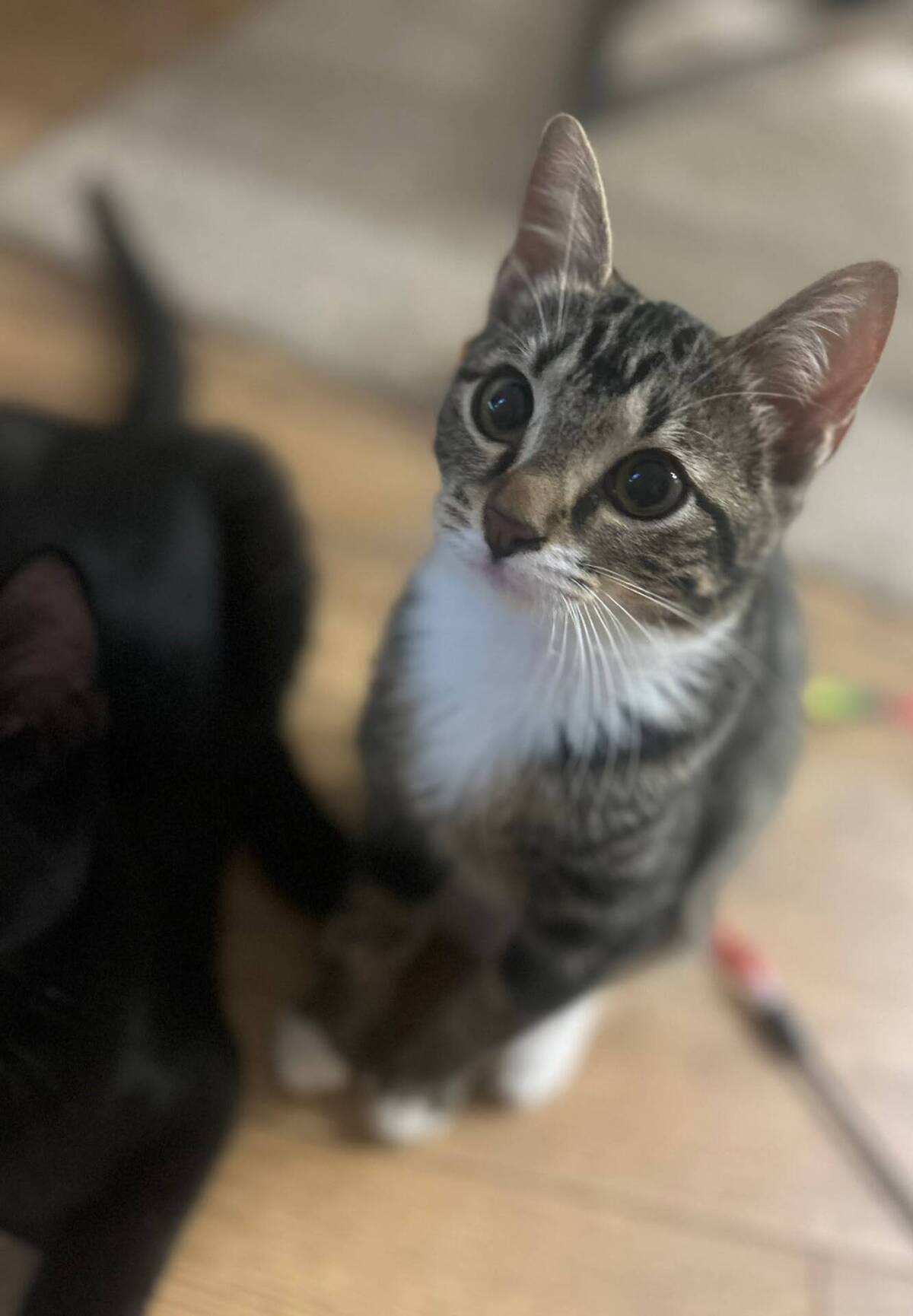 Adoption Shoopi