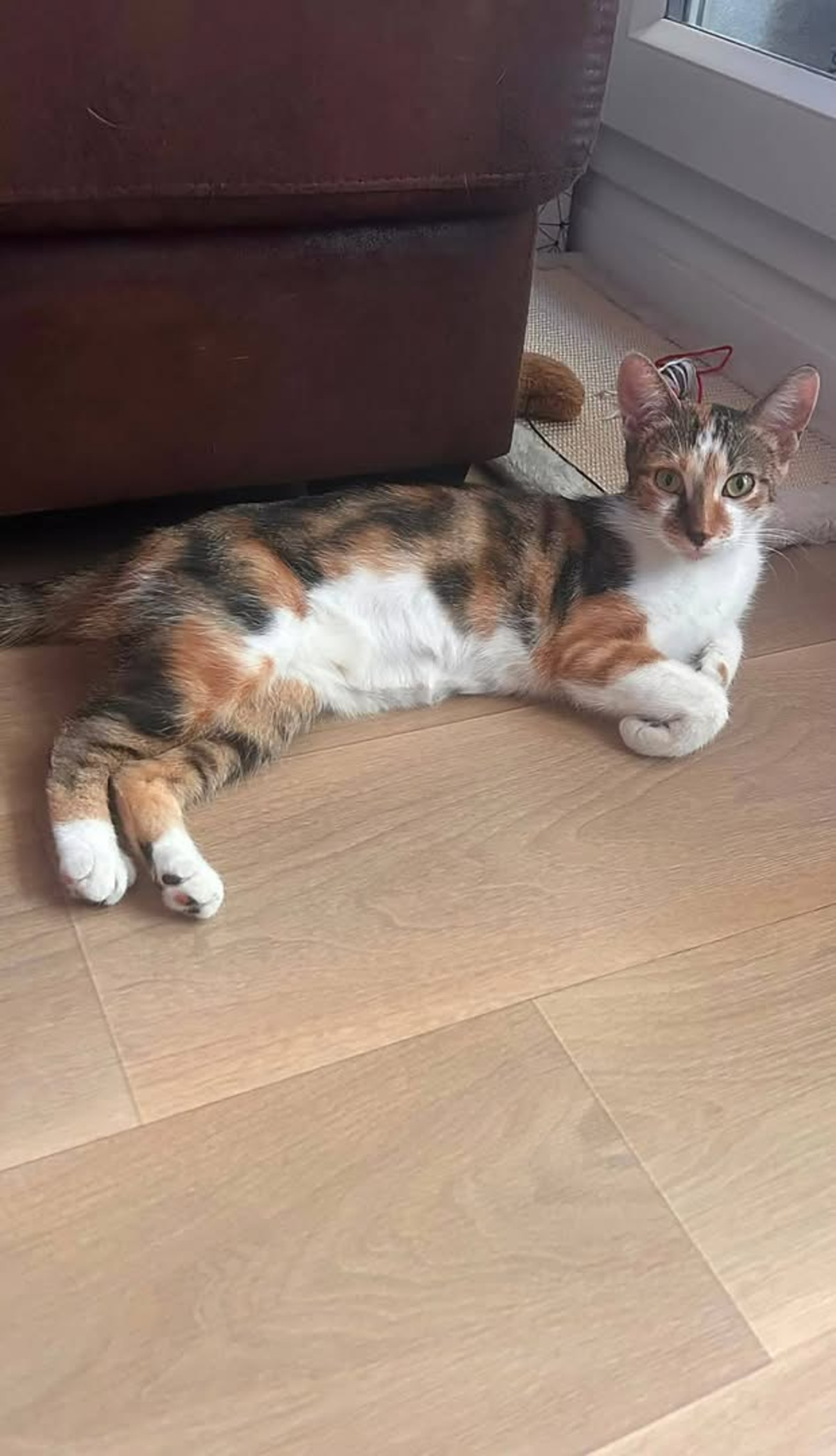 Adoption ANAYA