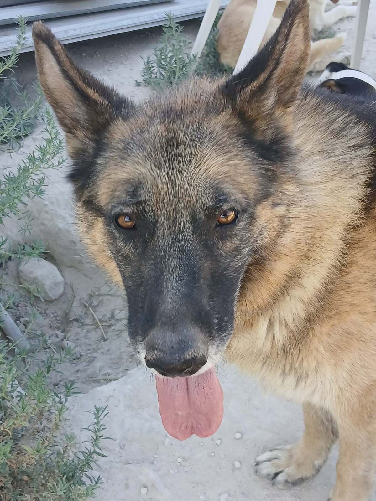 Adoption Ben