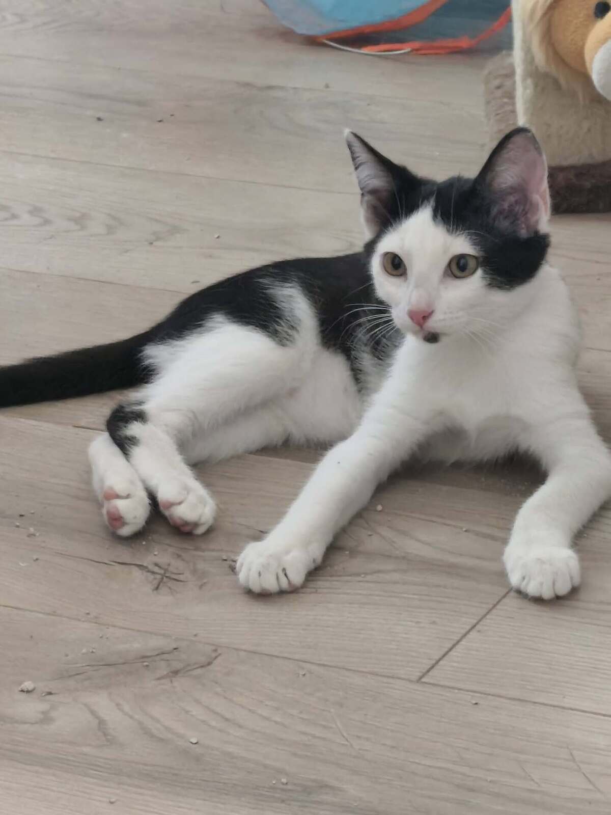 Adoption Barbichette