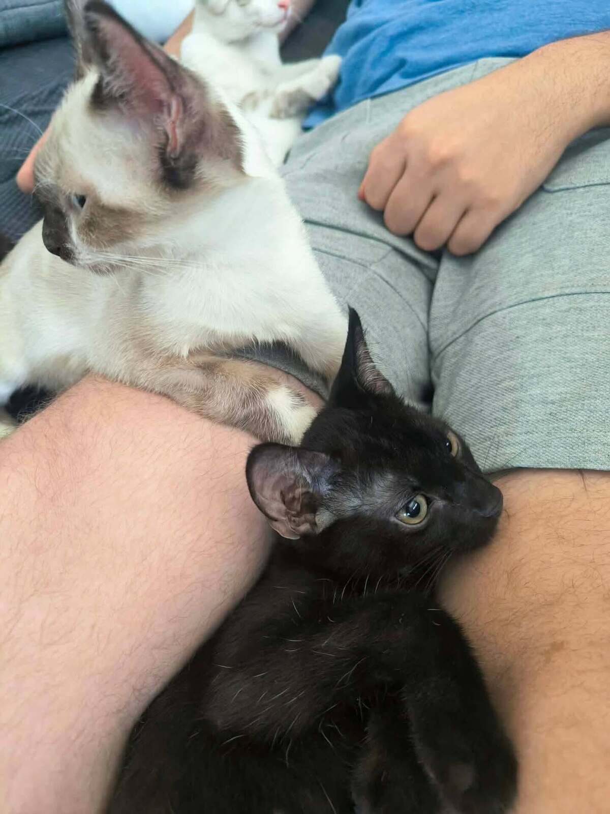 Adoption Copa