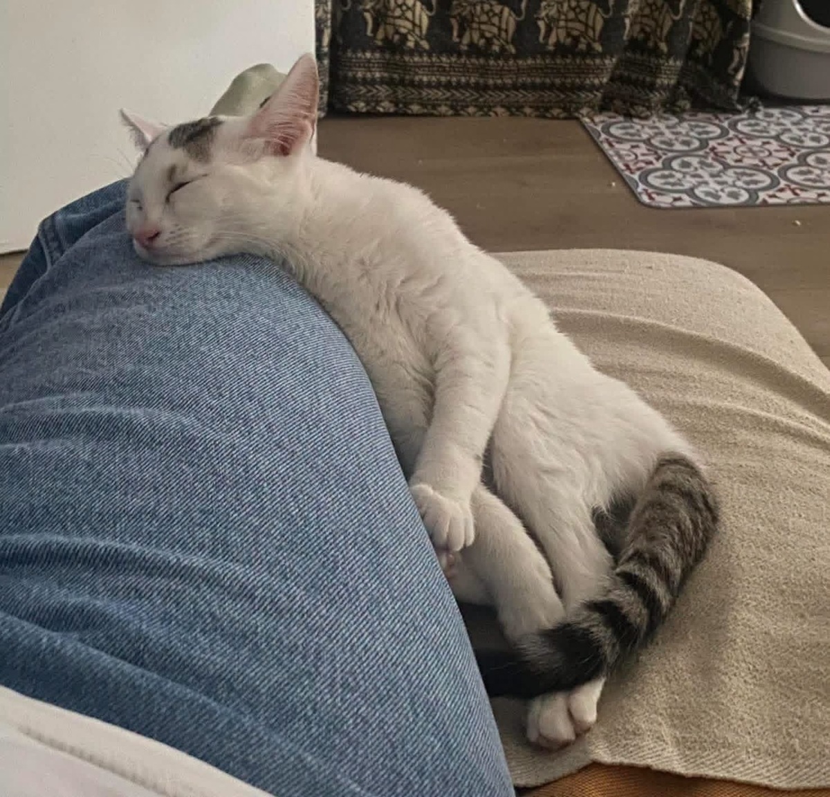 Adoption Kusmi 