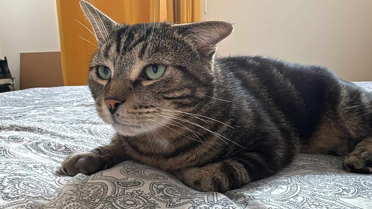 Adoption Einstein
