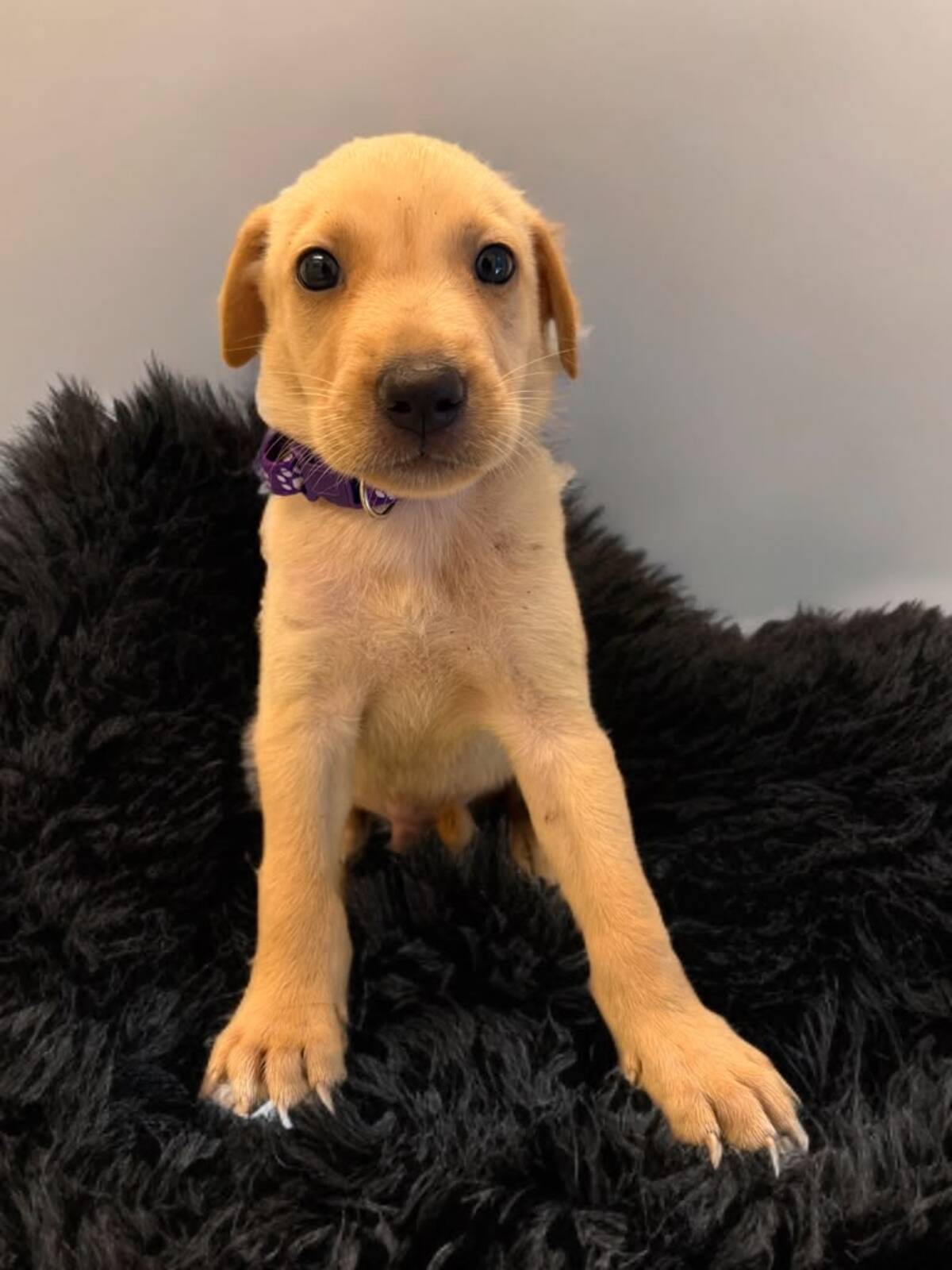 Adoption Aster