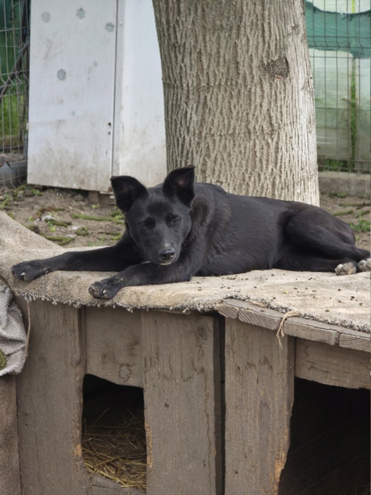 Adoption Pricha