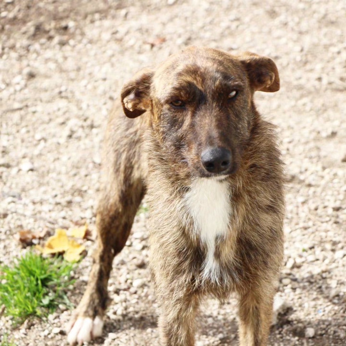 Adoption Juno