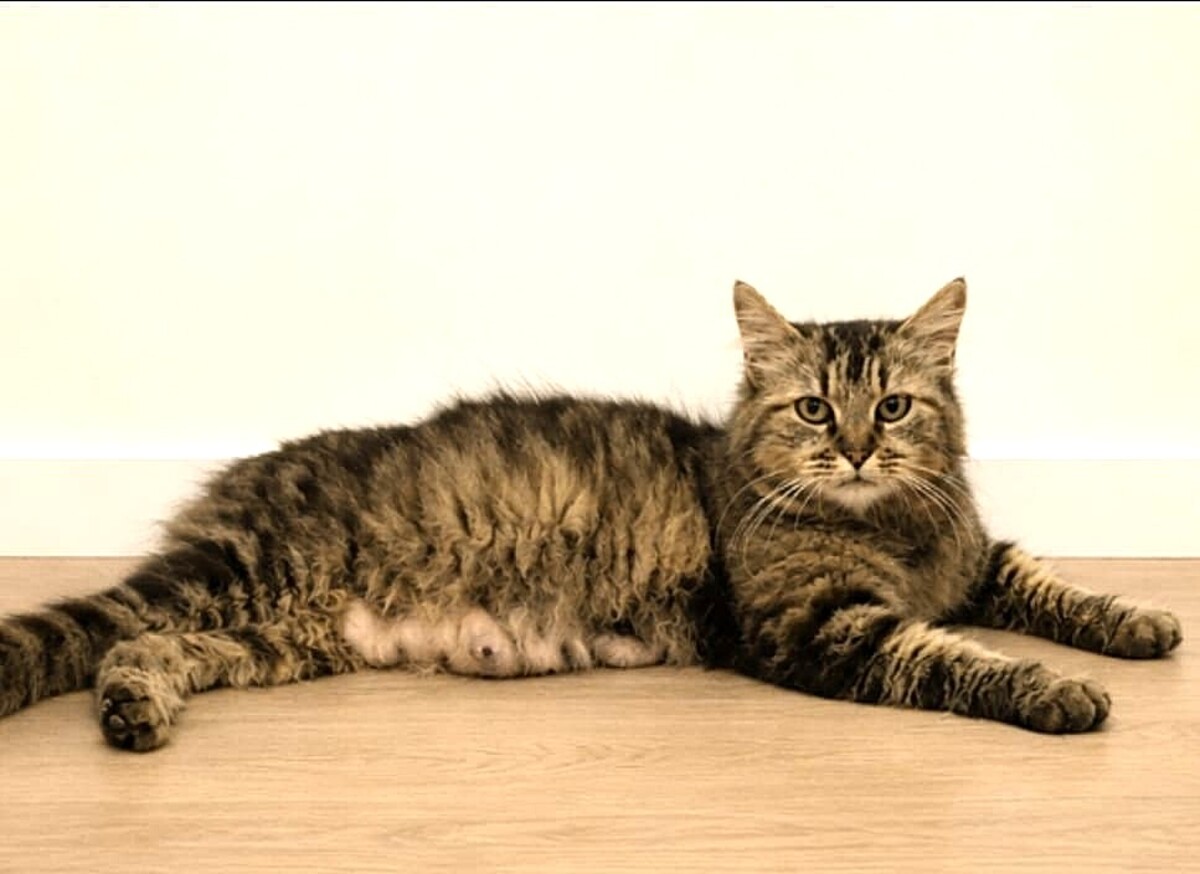 Adoption Vély