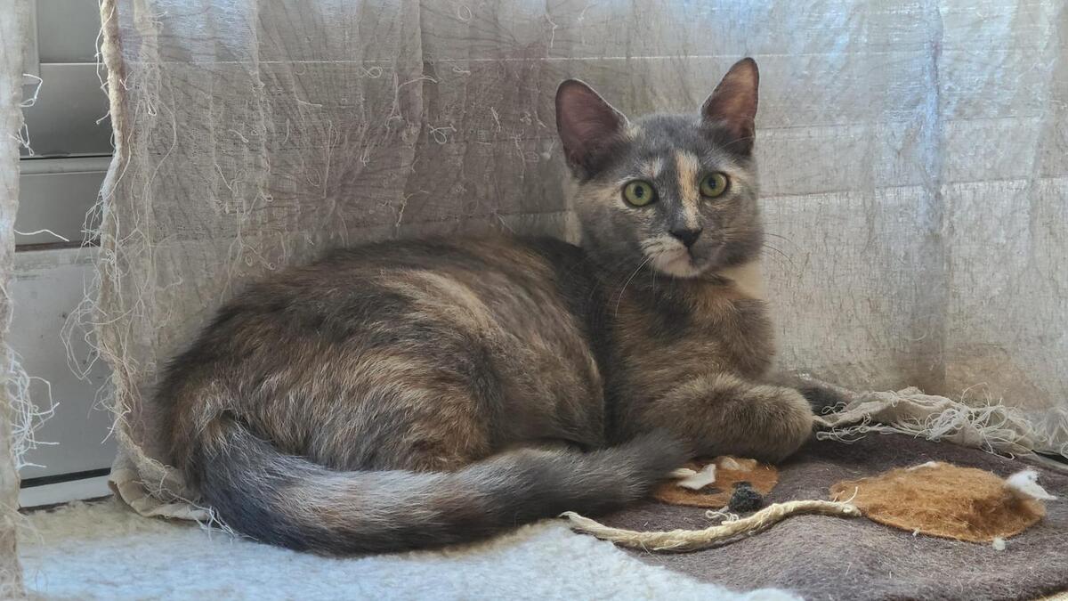 Adoption Dorie
