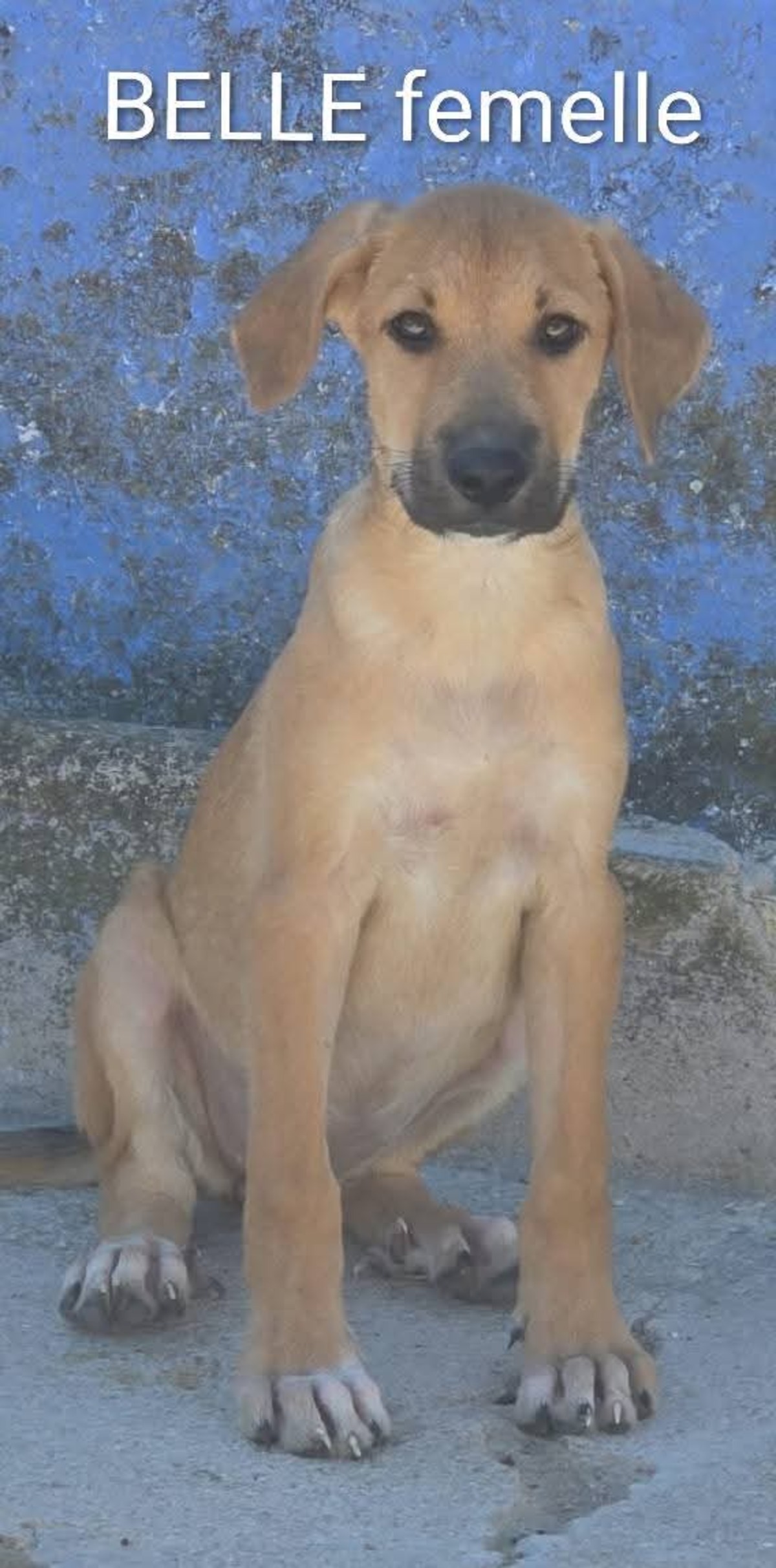 Adoption Belle 