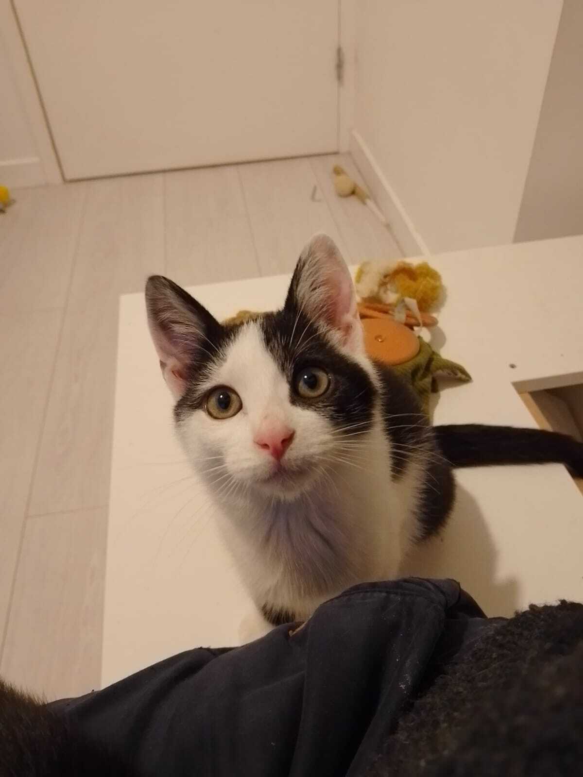 Adoption Cole