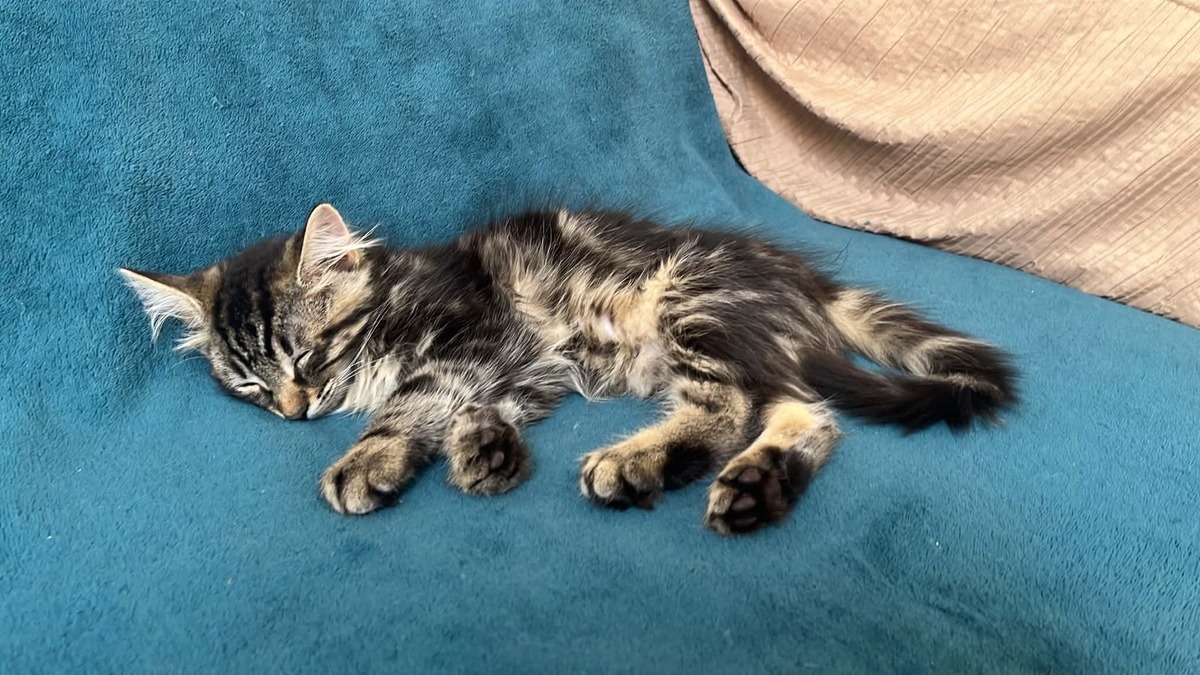 Adoption Yuzu