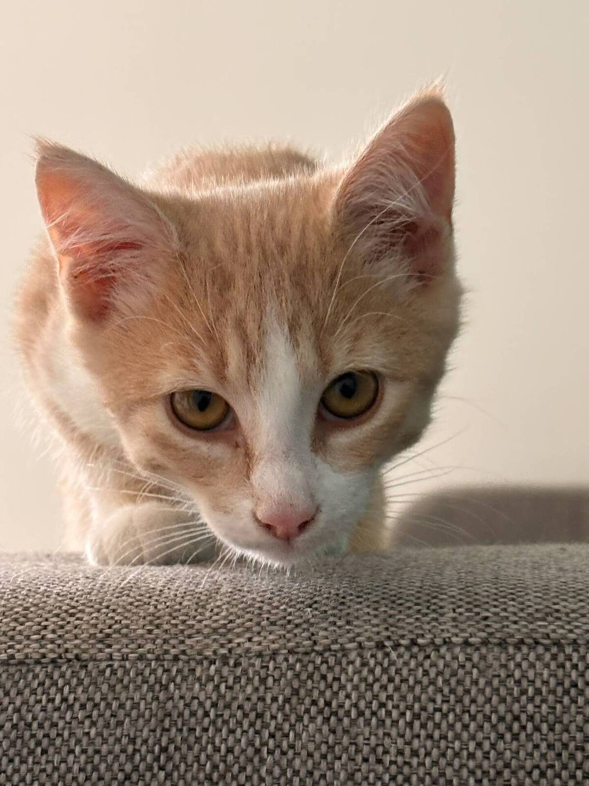 Adoption Bowie