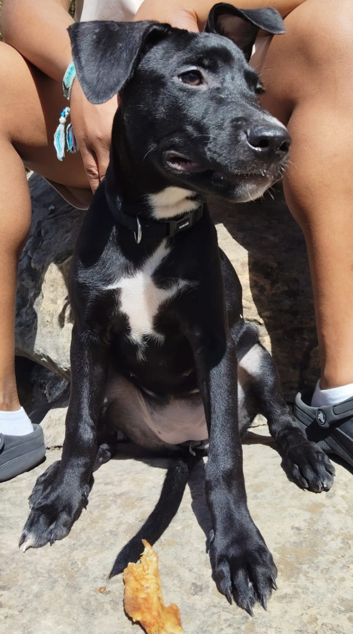 Adoption Stella