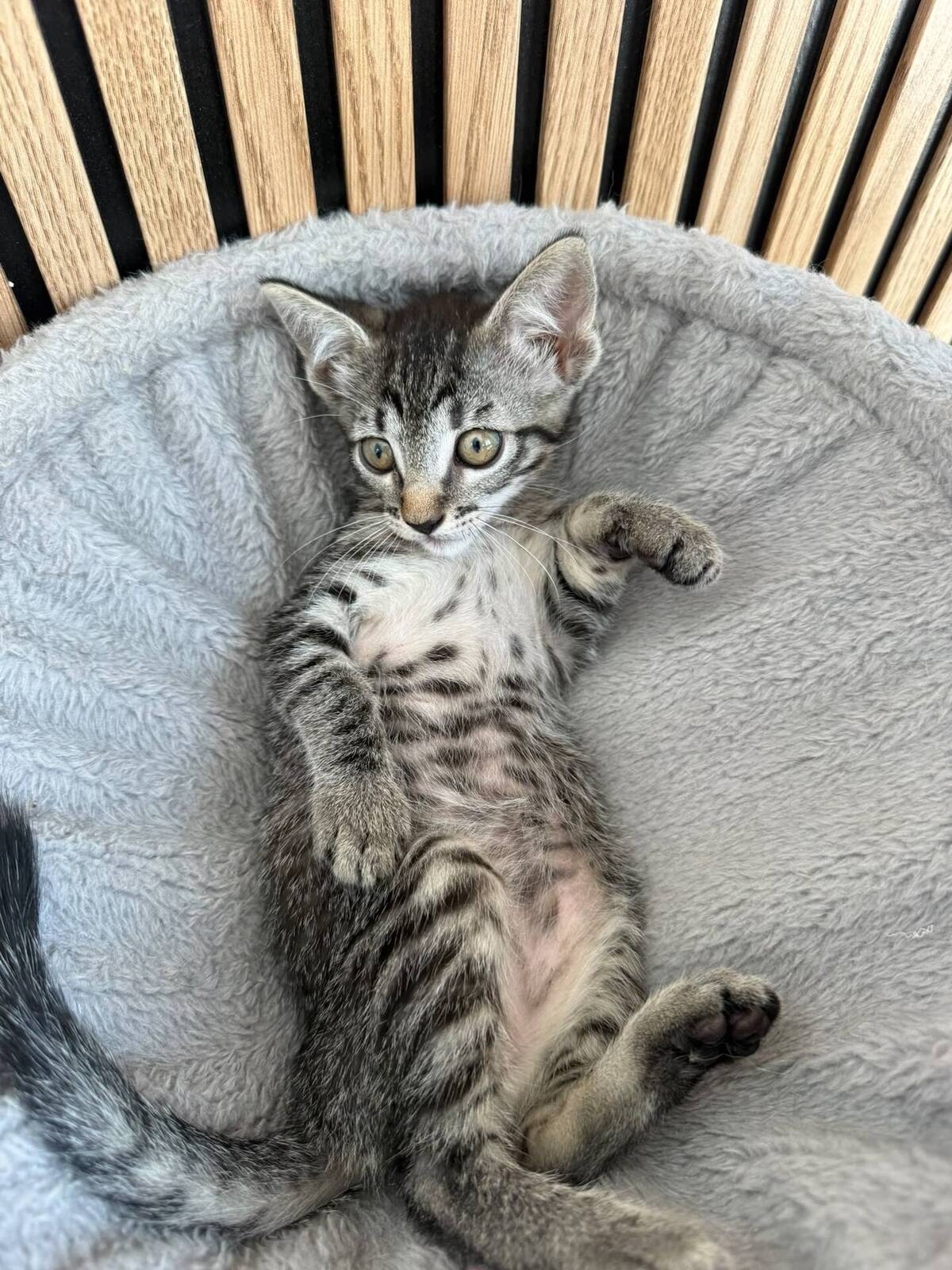 Adoption Juana