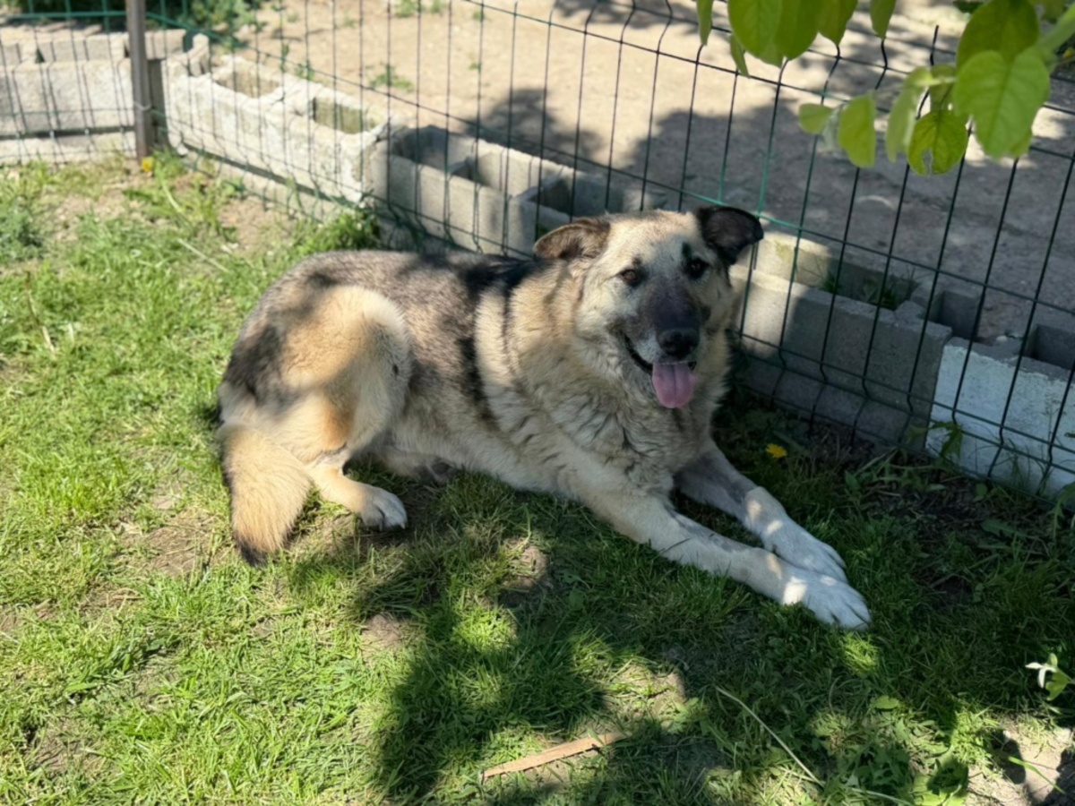 Adoption Falko