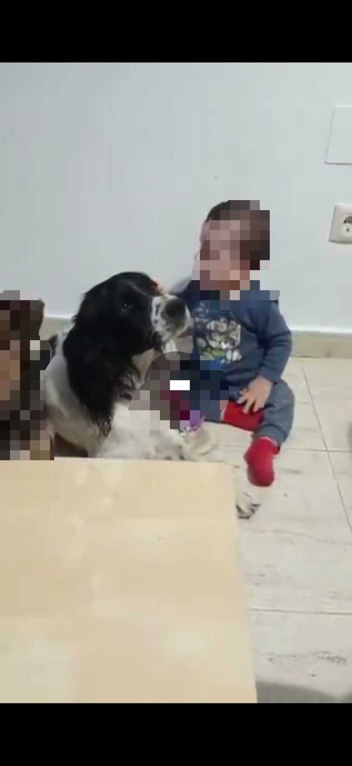 Adoption Macarrón