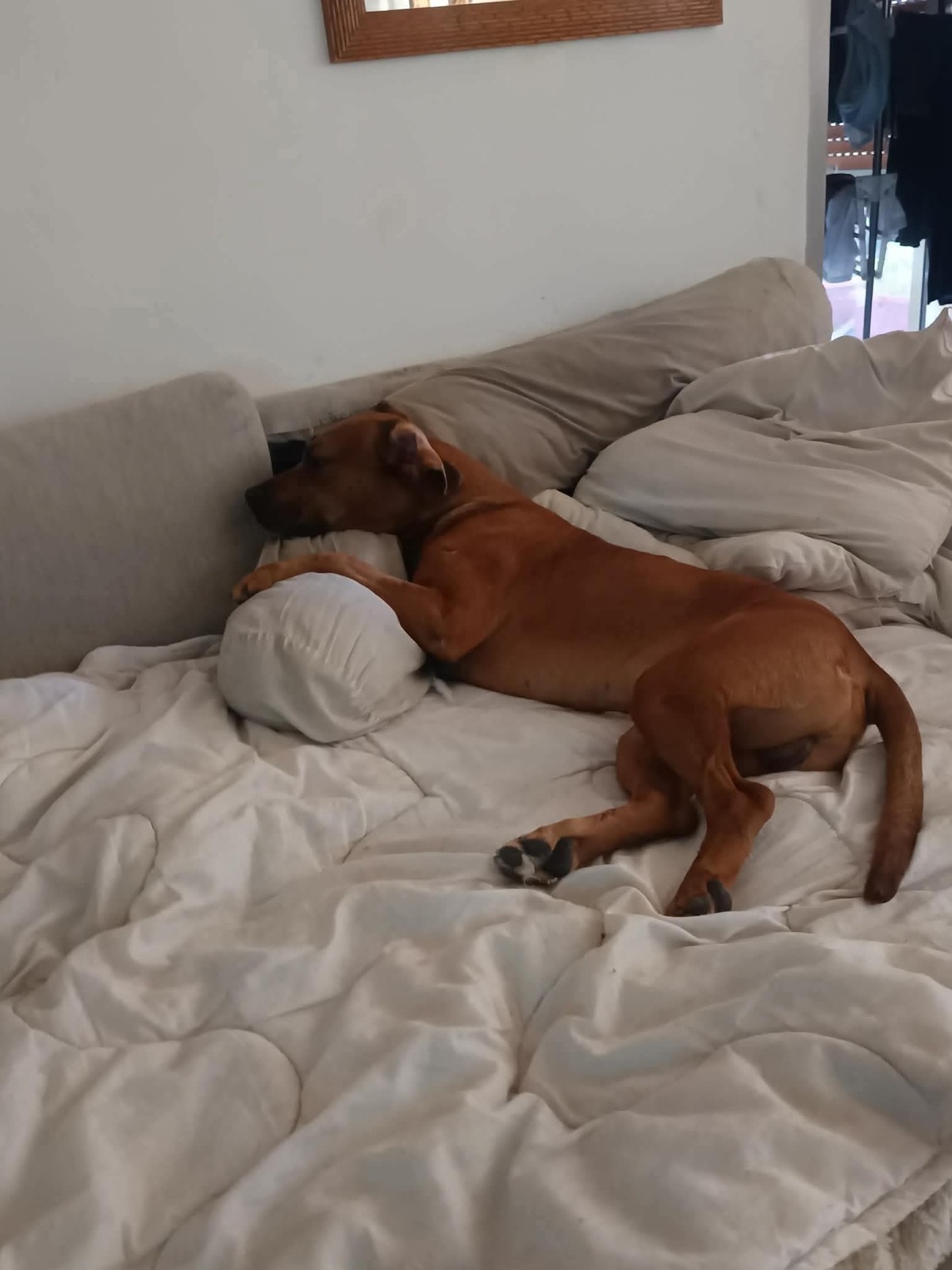 Adoption Eliott