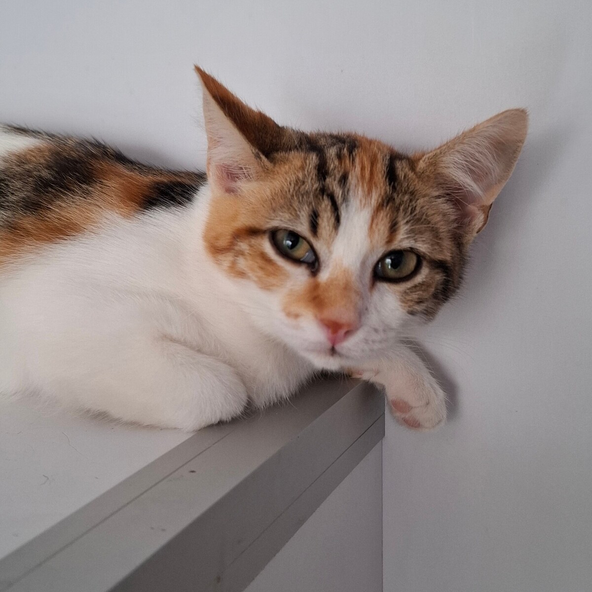 Adoption BELOTE