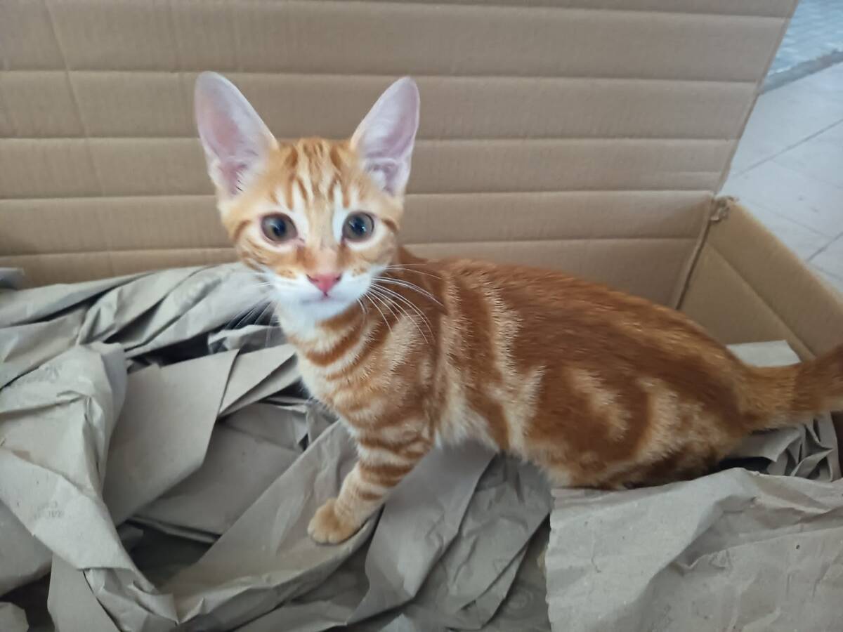Adoption Spooky