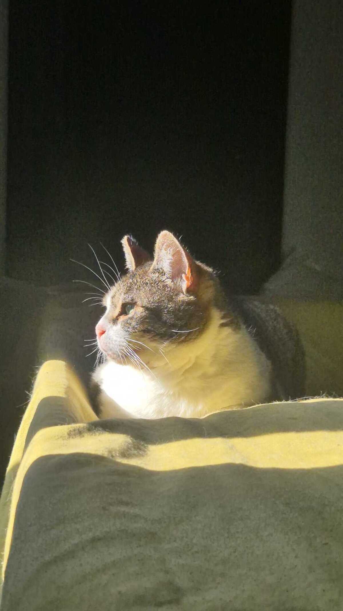 Adoption Shiva
