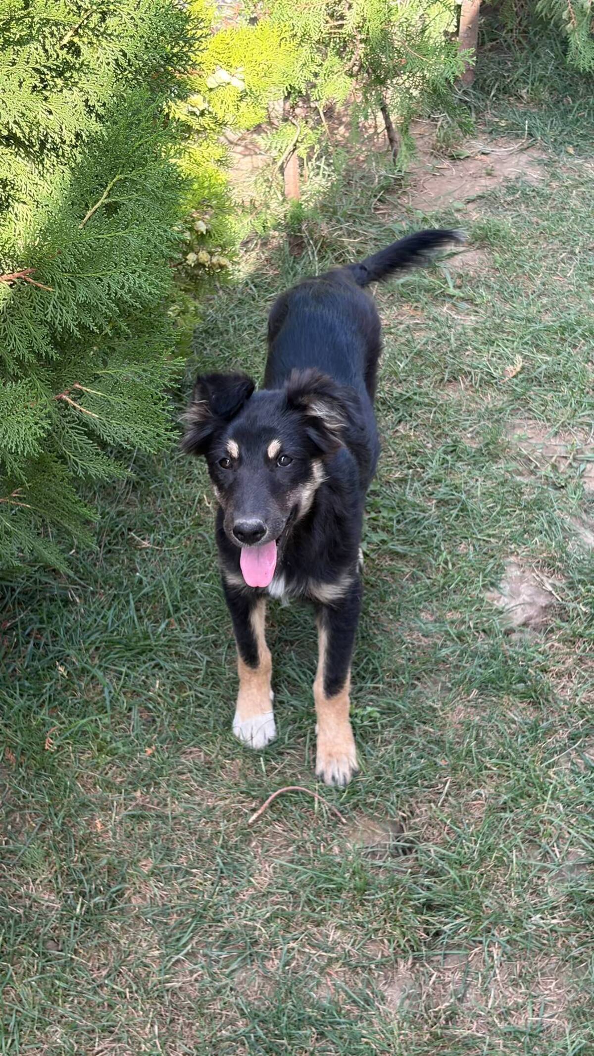 Adoption Lilly