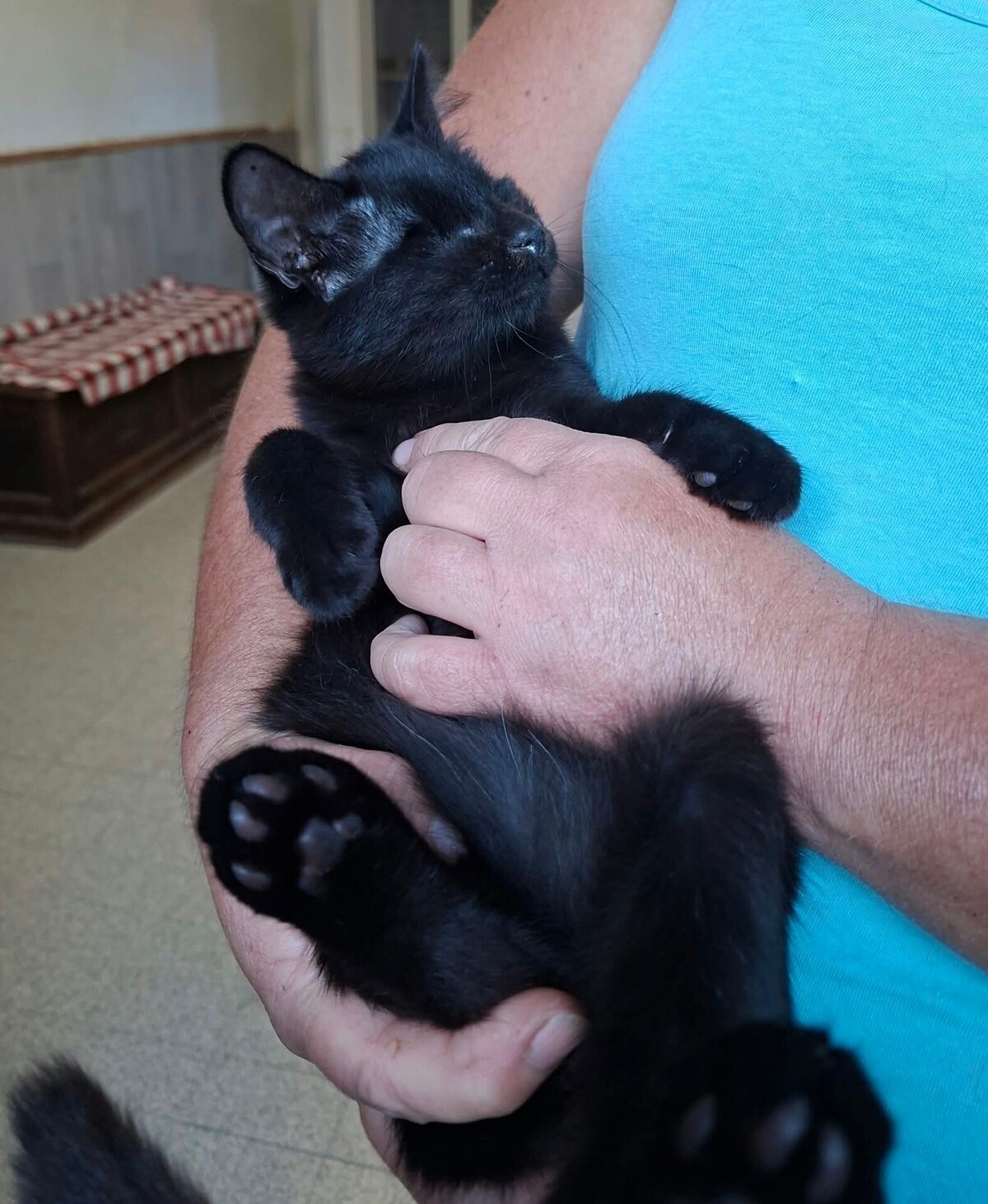 Adoption Gilbert