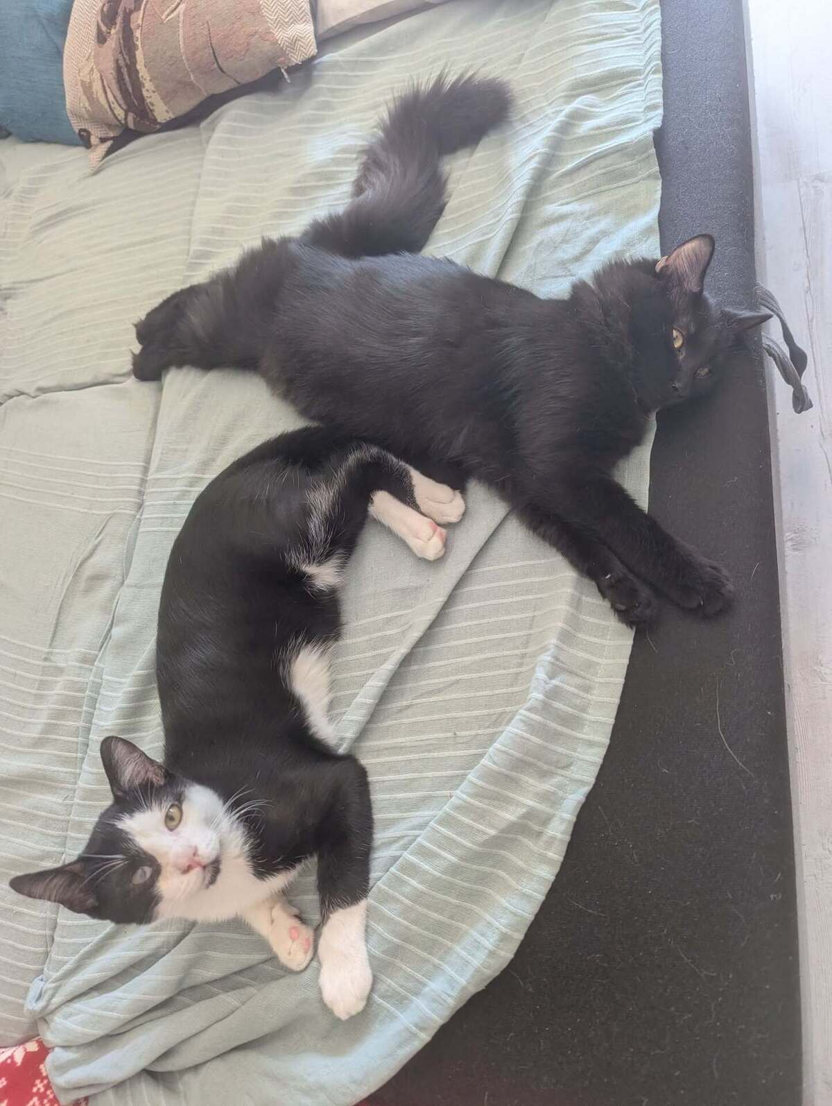 Adoption Yuzu et jollyroger