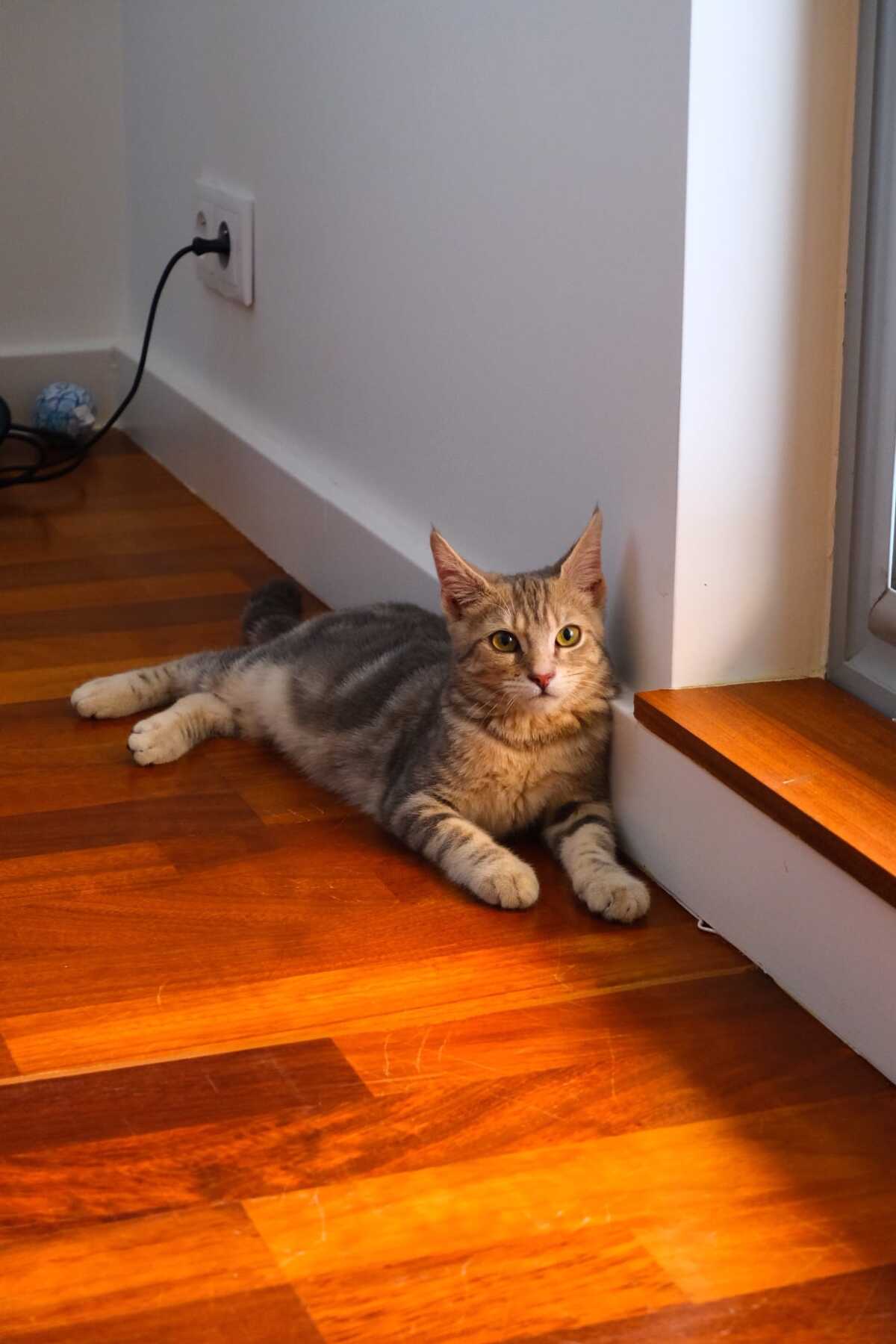 Adoption Mouche 