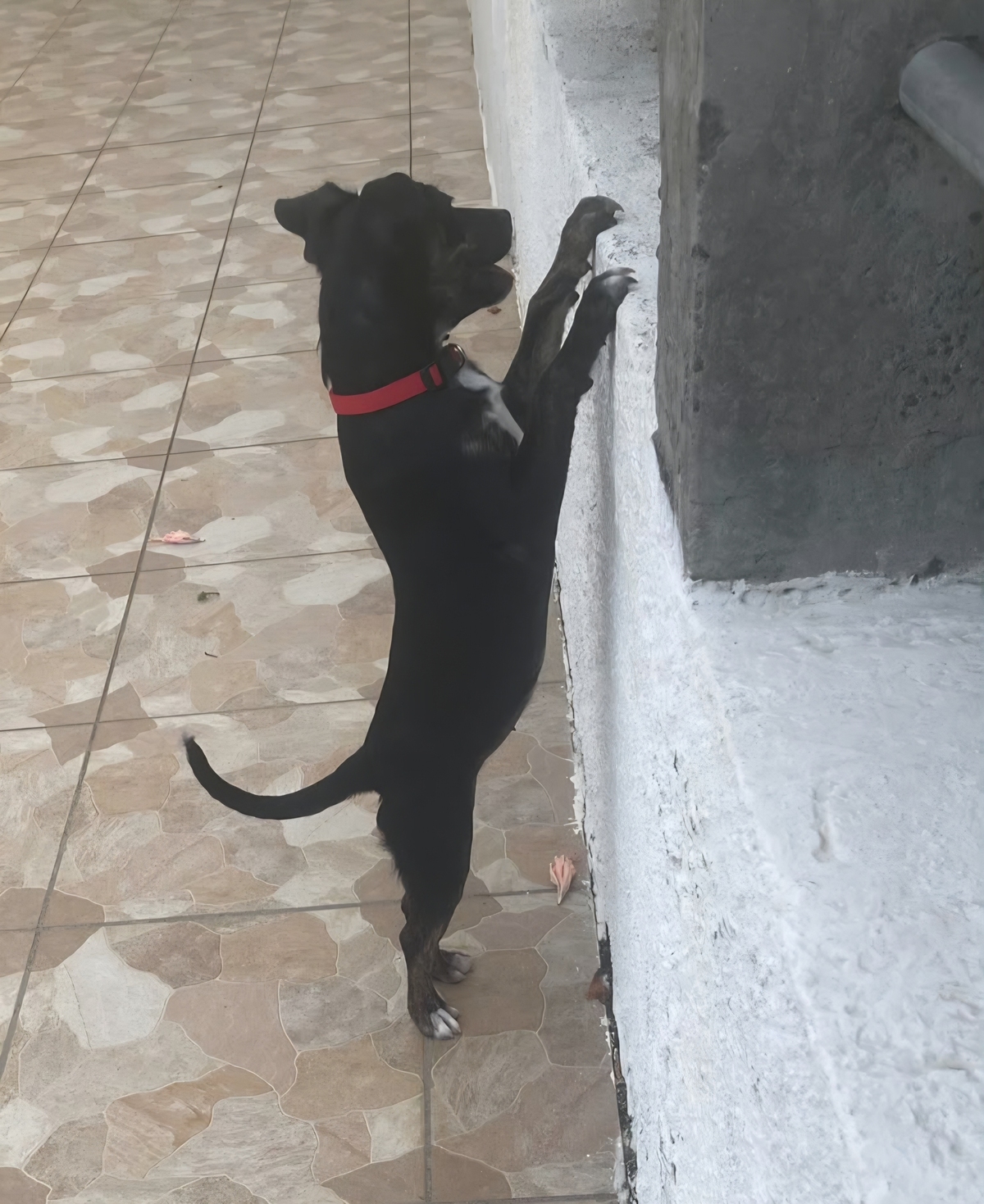 Adoption Tylia
