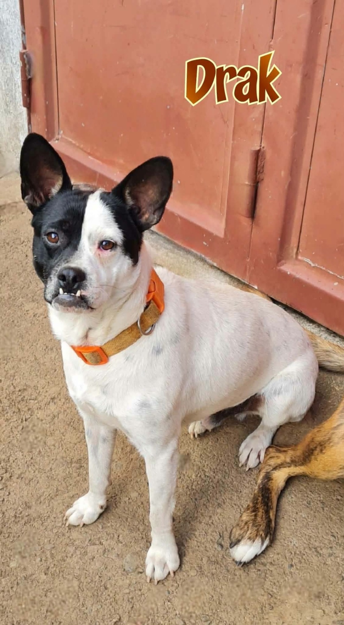Adoption Drak