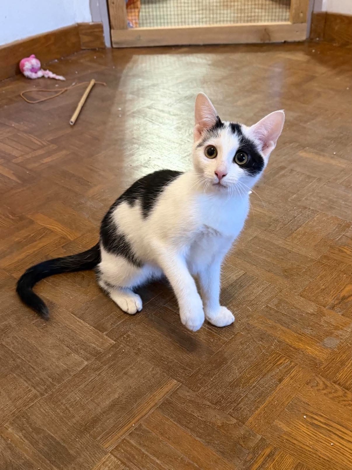 Adoption Pirouette