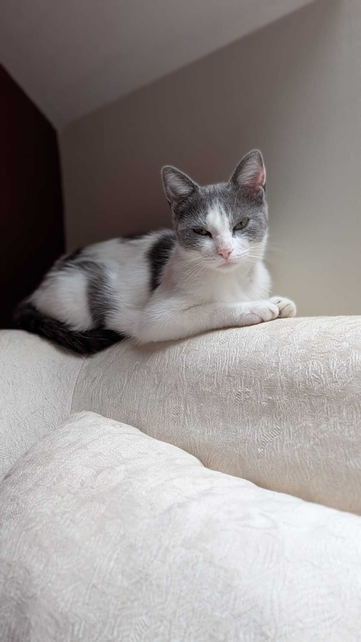 Adoption Friponne