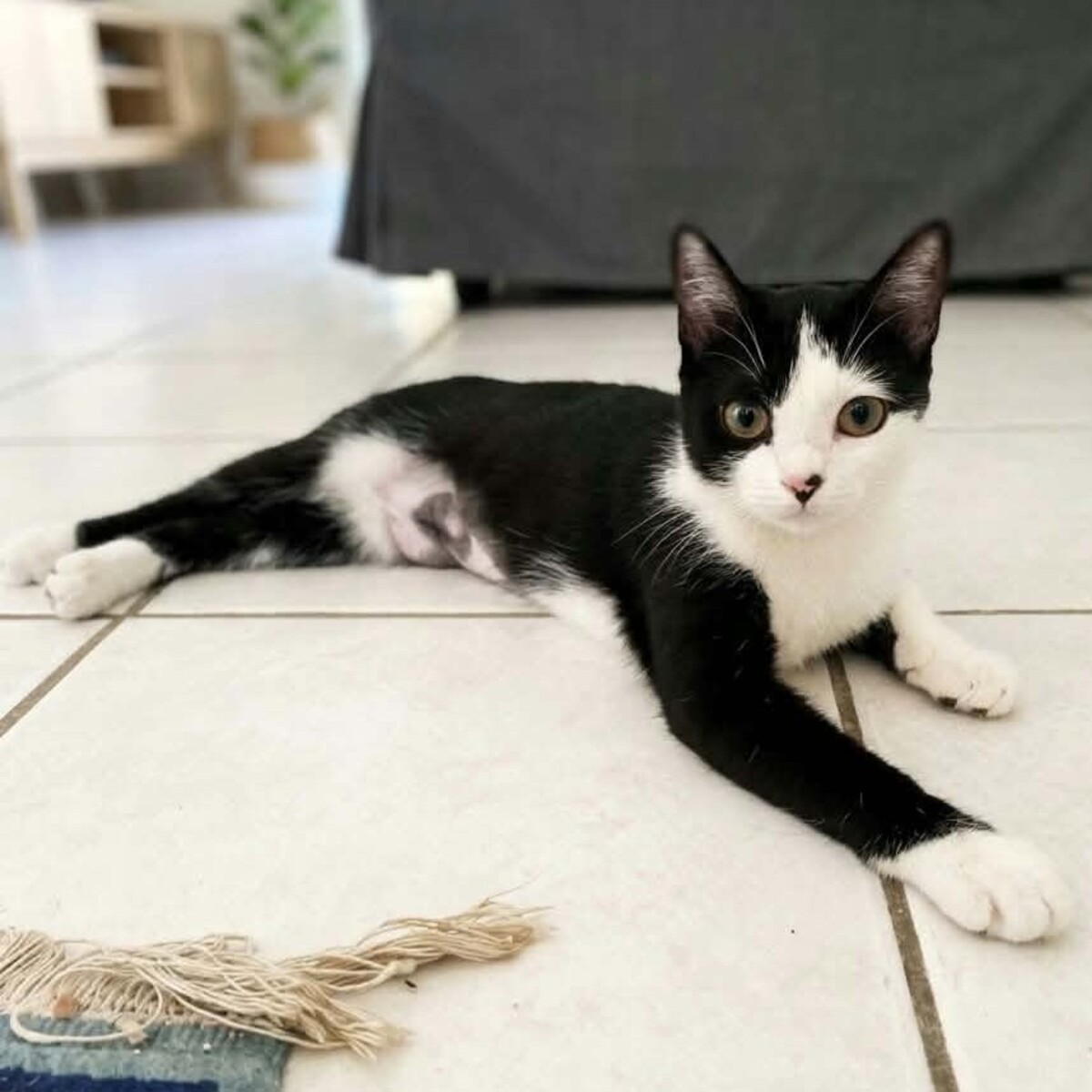 Adoption Naya