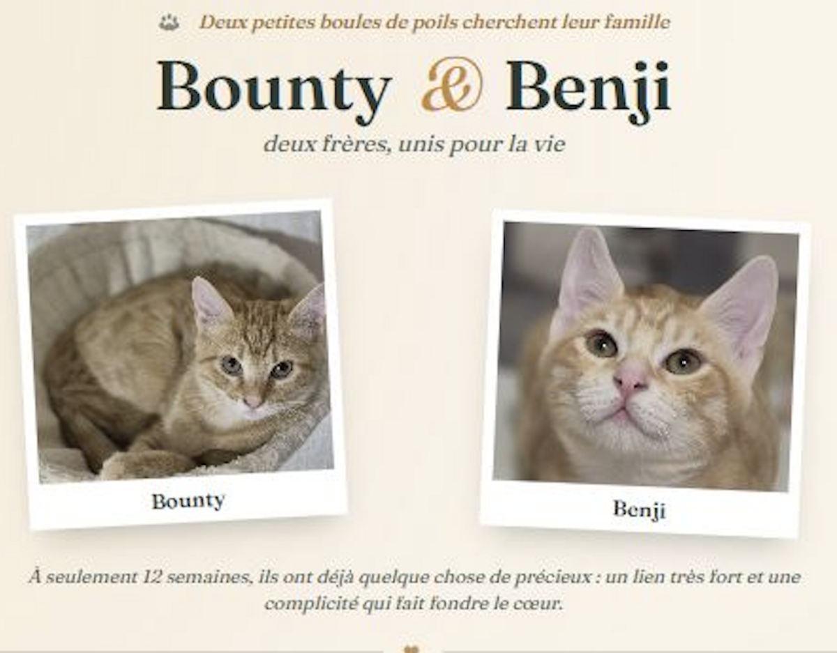 Adoption Bounty & Benji
